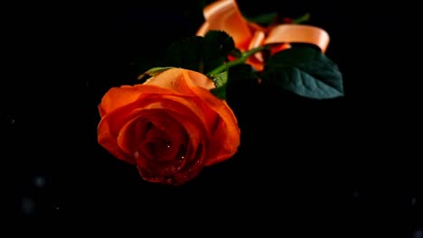 The-falling-rose-and-satin-ribbon-on-a-black-background.-Slow-motion.