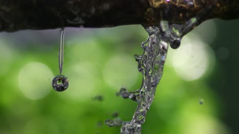 Slowmotion-agua-que-corre-por-una-rama-en-el-bosque-frente-fondo-verde