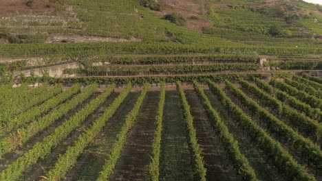 Aerial-View-of-a-Mature-Vinyard-at-Sunset