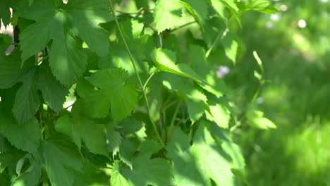 Hop-plant-in-the-garden-in-4k-slow-motion-60fps