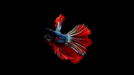 Super-Slow-Motion-der-pulsierenden-siamesische-Kampffische-(Betta-Splendens),-Name-bekannt-ist-Thai,-Plakat