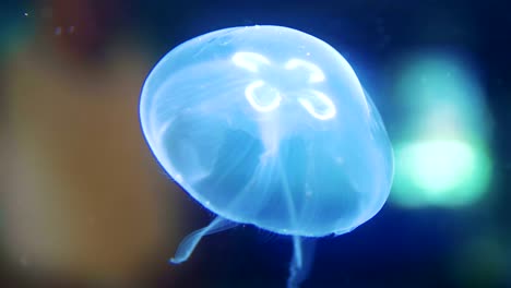 Jellyfish-in-the-water-in-4k-slow-motion-60fps