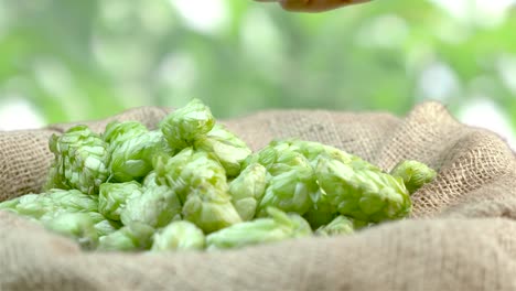 Man-checking-hops-in-the-linen-bag-in-4k-slow-motion-60fps