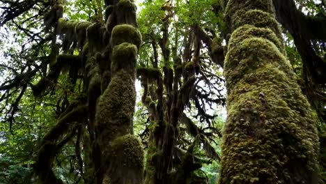 Kabinenhaube-Wald-Boden-Neigung-nach-unten-der-Moos-bedeckt-Ahorne-in-Hoh-Regenwald