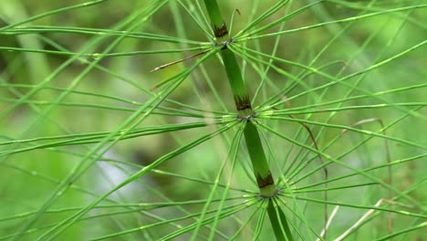 close-up-of-horsetail-plant-beside-a-creek-at-hoh-rainforest