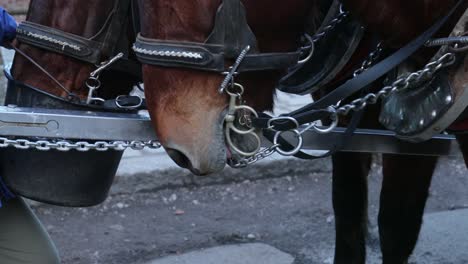 Cariage-horses-resting.-horse-carriage-on-a-cobble-road