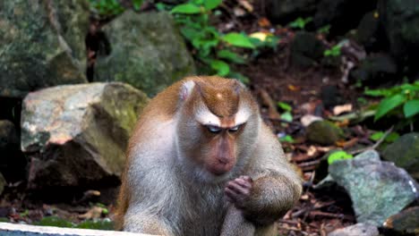 The-monkey-sits-in-the-rainforest-jungle.-asia,-natural-habitat