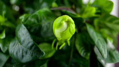 schöne-weiße-Blume-Gardenia-auf-grünem-Hintergrund