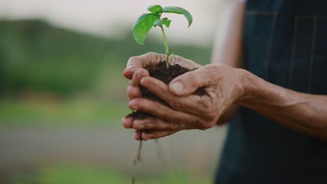 Soil-slipping-from-a-cradled-sapling