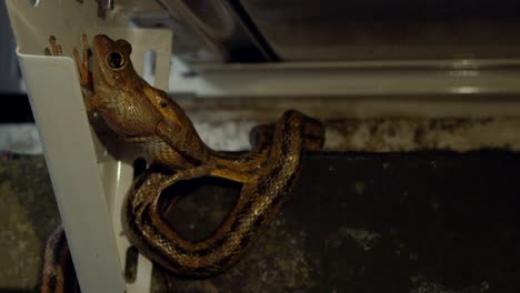 Ratte-Schlange-Essen-Leopard-Frog-am-Haus-außen