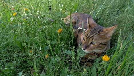 Eine-Katze-Bengalen-Spaziergänge-auf-dem-grünen-Rasen.