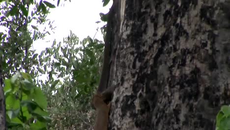 Sabana-de-África-salvaje-serpiente-árbol-Kenia