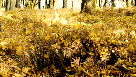 Abandoned-cemetery---Horror-hand-waving-from-wells