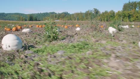 Close-up-Pumpkin-Patch-Lumina-and-Orange-Winter-Squash