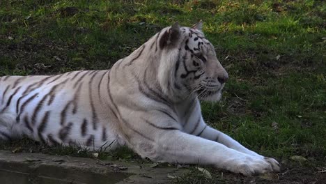 The-majestic-white-tiger