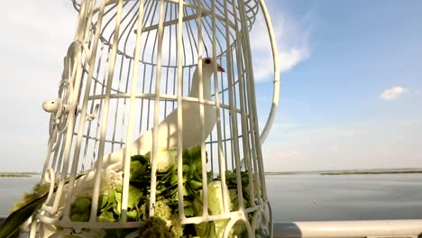 white-wedding-pigeon-wait-in-a-cage-on-the-newlyweds