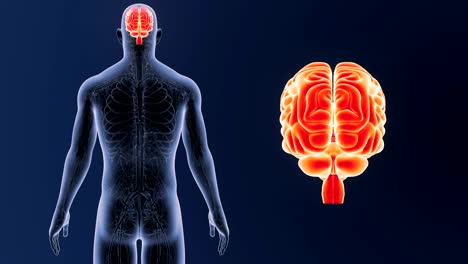 Human-Brain-zoom-with-Circulatory-system