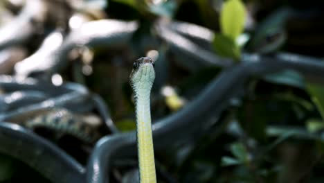 Serpiente-rata-oriental