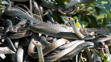 Oriental-rat-snakes