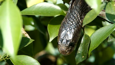 Indochinese-spitting-cobra