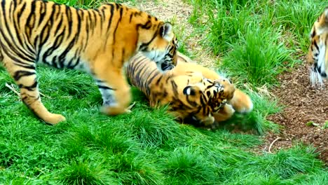 Close-up-of-lion-male-playing-with-his-two-cubs