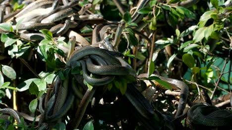 Oriental-rat-snakes