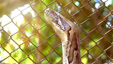 Cierre-boa-cabeza-serpiente-moviéndose-y-puesto-en-la-lengua-es-de-serpiente-peligrosa