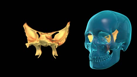 Sphenoid-Bone