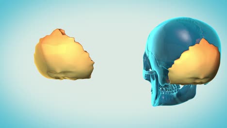 Occipital-Bone-with-a-heavenly-background