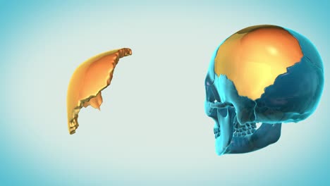 Parietal-Knochen-mit-einem-himmlischen-Hintergrund