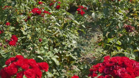 Red-rose-bush-with-shiny-green-leaves.-Wide-view