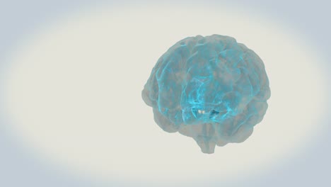 BRAIN-Mammillary-body-on-a-white-background