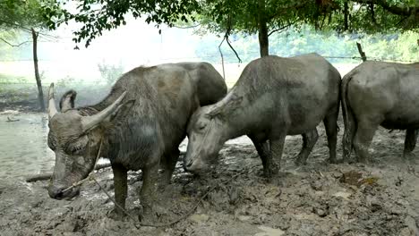 buffalo-head-standing-on-the-mud