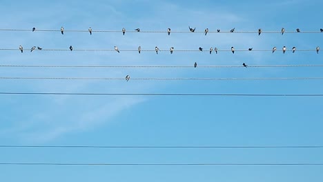 Flock-of-birds-on-electric-wires-recorded-while-prinking.-Black-and-white-birds-against-the-background-of-blue-sky-covered-with-light-clouds.