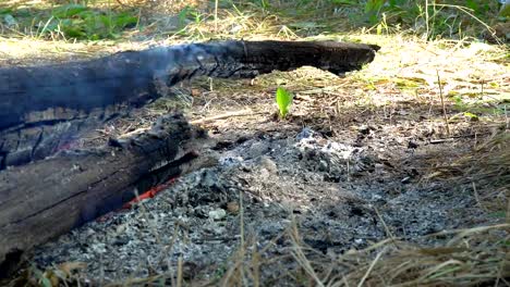 Holzscheite-schwelen-über-dem-erloschenen-Feuer