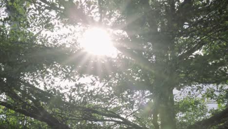 Sun-Ray-Flare-Schwenken-des-Baums
