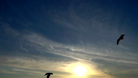 Seagulls-fly-over-the-sea.-Slow-Motion.