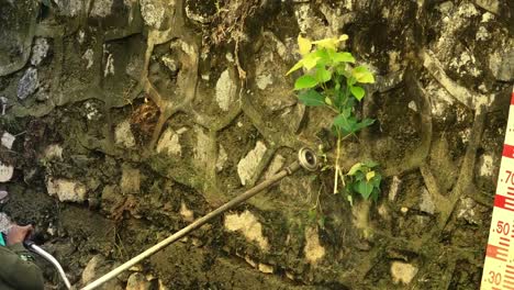 Cutting-peepal-tree-on-wall.