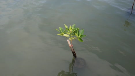 Mangroves-tree