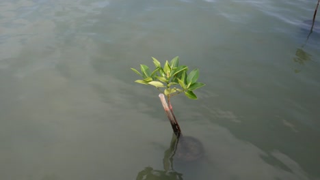 Árbol-de-manglares