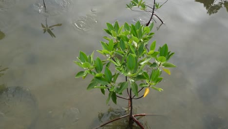 Mangroves-tree