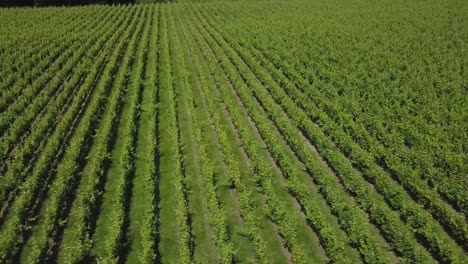 Aerial-view-beautiful-landscape-Bordeaux-Vineyard-at-sunrise,film-by-drone-in-summer