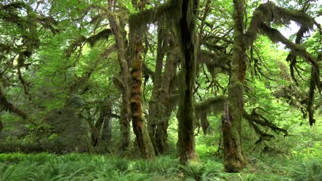 pan-of-maple-trees-on-the-hall-of-mosses-walk-in-hoh-rain-forest