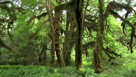 pan-de-arce-árboles-en-la-sala-de-los-musgos-a-pie-en-la-selva-tropical-de-hoh