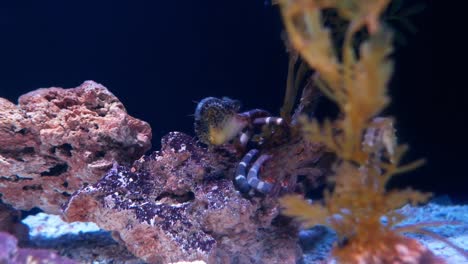 Sea-horse-in-aquarium.