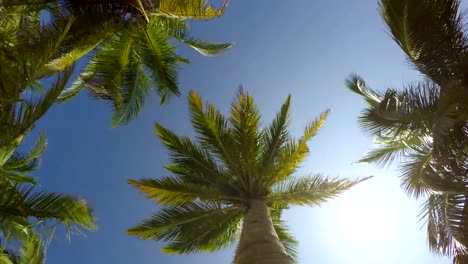 4K-video-of-a-palm-tree-rotating-POV-view-from-underneath.-Exotic-vacation-holidays-spending-concept.