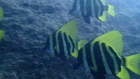 Gestreifte-Eberfische-schwimmen-gemächlich-unter-dem-Meer.