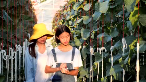 Asiatische-Frau-Bauer-und-Mädchen-mit-digitalen-Tablet-für-die-Überwachung-der-Produktion-von-Melone