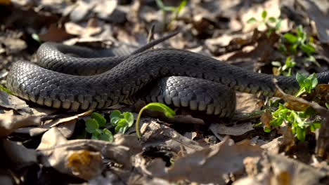 La-serpiente-se-prepara-para-ataque