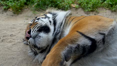 Sleeping-tiger.